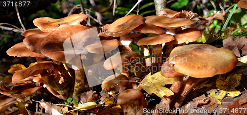 Image of Mushrooms in the forest
