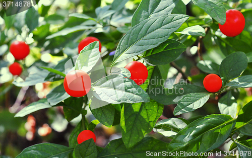 Image of Red chillies