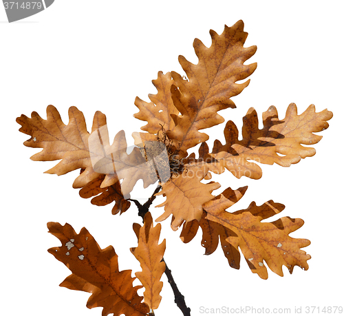 Image of Autumn leaves