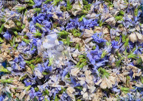 Image of Dried chicory