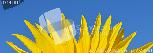 Image of Petals of sunflower