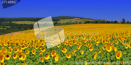 Image of Sunflowers