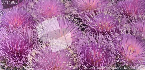 Image of Thistles