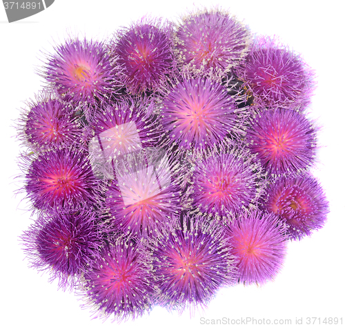 Image of Thistle