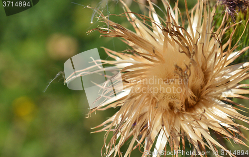 Image of Thistle