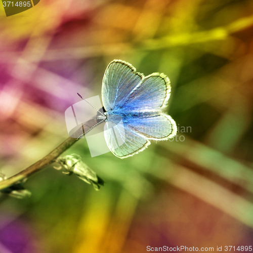 Image of Butterfly