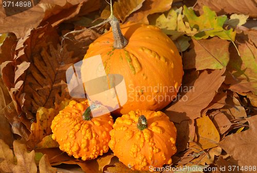 Image of Small pumpkins