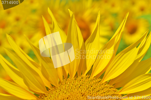 Image of Sunflower