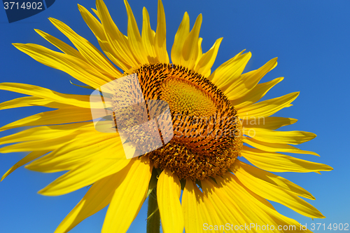 Image of Sunflower