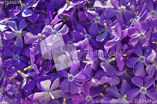 Image of Background flowers