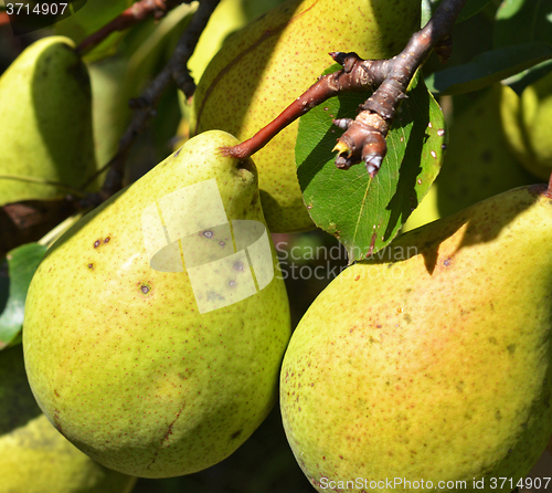 Image of Green pears