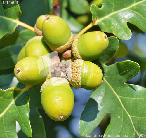 Image of Green acorns