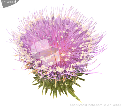 Image of Thistle