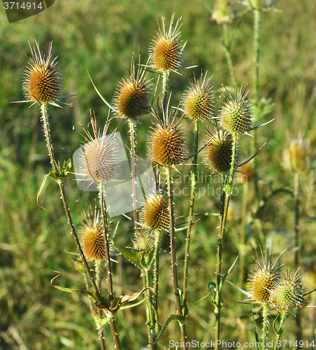 Image of Dry thorns