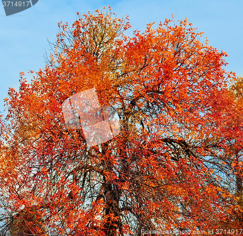 Image of Autumn tree