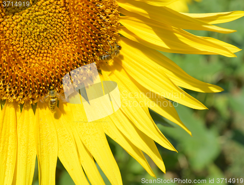 Image of Sunflower and bees