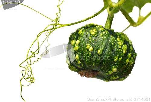 Image of Small green pumpkin