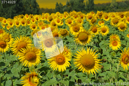 Image of Sunflowers