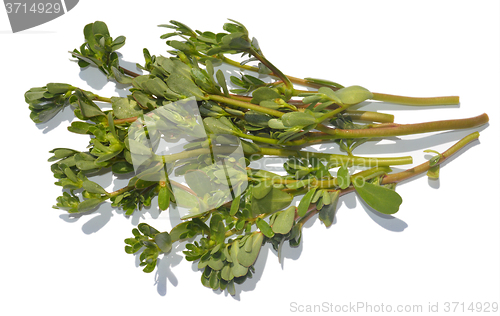 Image of Purslane