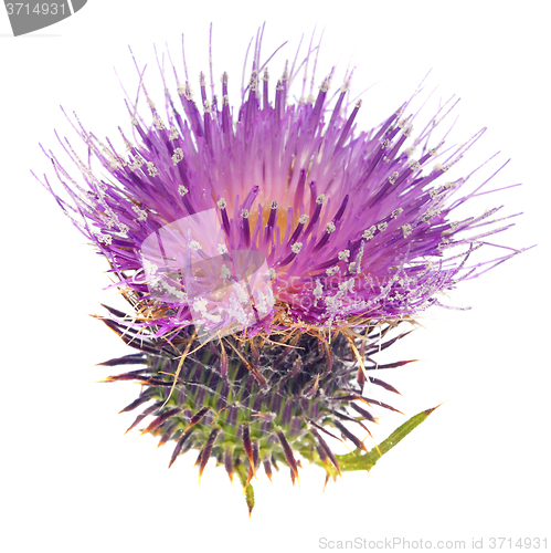 Image of Thistle