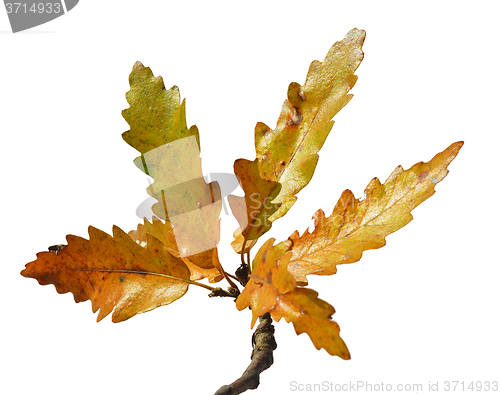 Image of Autumn leaves