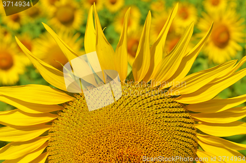 Image of Sunflower