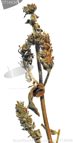 Image of Dried Woundwort