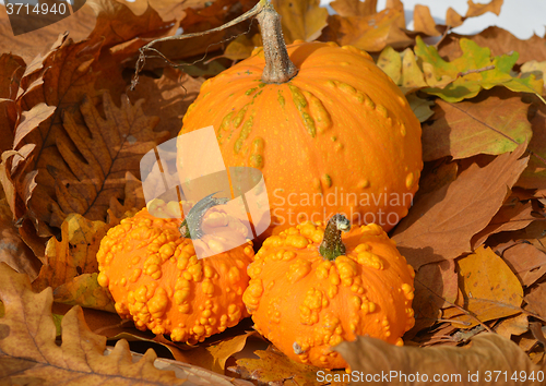 Image of Small pumpkins