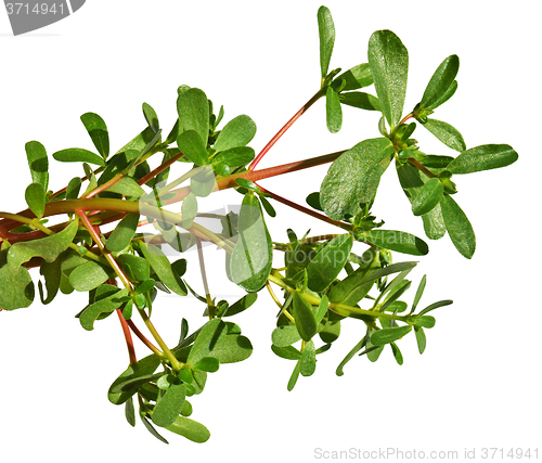 Image of Purslane