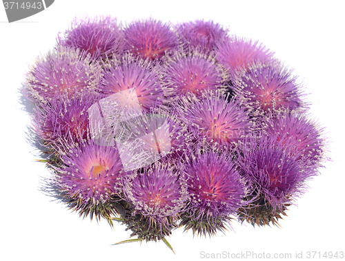 Image of Thistle