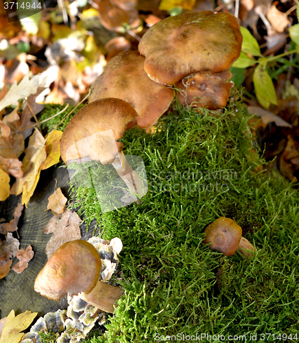 Image of Mushrooms in the forest