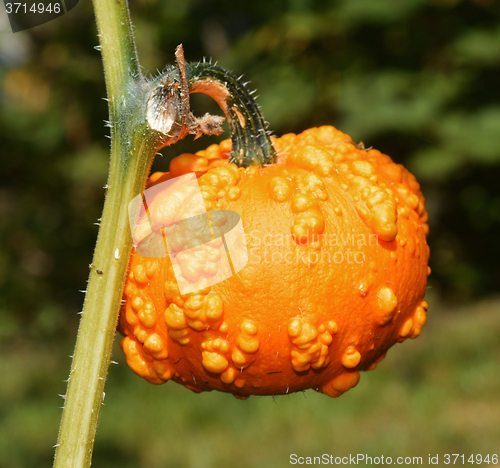 Image of Small yellow pumpkin