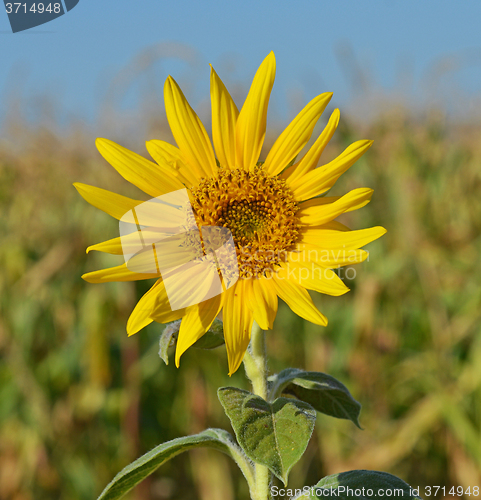 Image of Sunflower