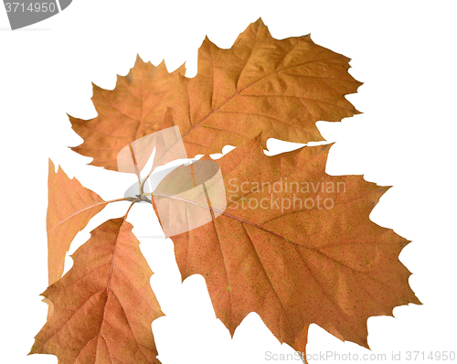Image of Autumn leaves