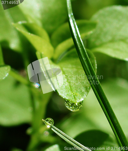 Image of Background with grass