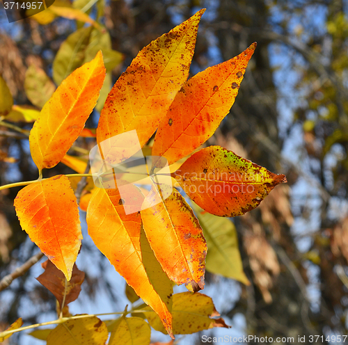 Image of Autumn leaves