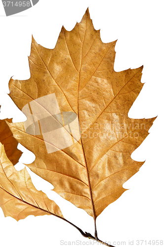 Image of Autumn leaves
