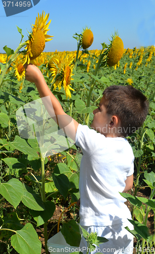 Image of Kid and sunflowers