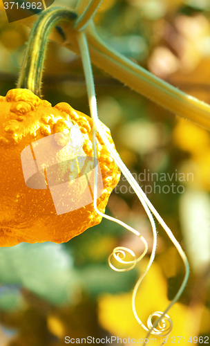 Image of Small yellow pumpkin