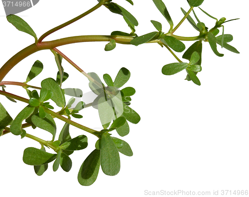 Image of Purslane