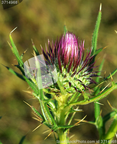 Image of Thistle bud