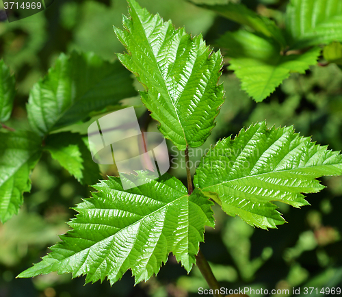 Image of Leaves of blackberry