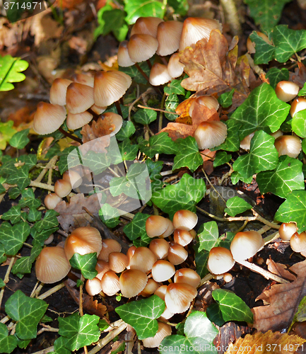 Image of Mushrooms in the forest