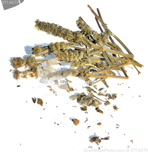 Image of Dried Woundwort