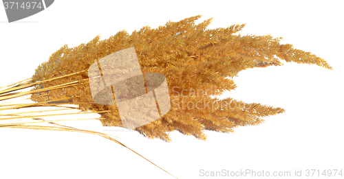 Image of Dried grass for decoration