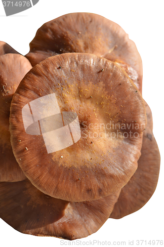 Image of Mushrooms