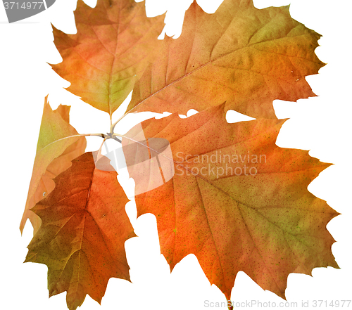 Image of Autumn leaves