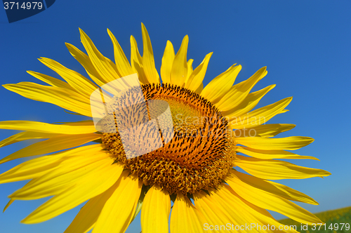 Image of Sunflower