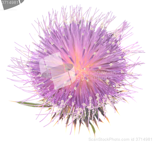 Image of Thistle