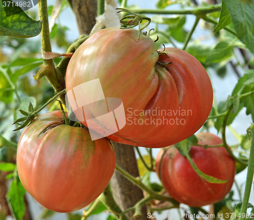Image of Red tomatoes